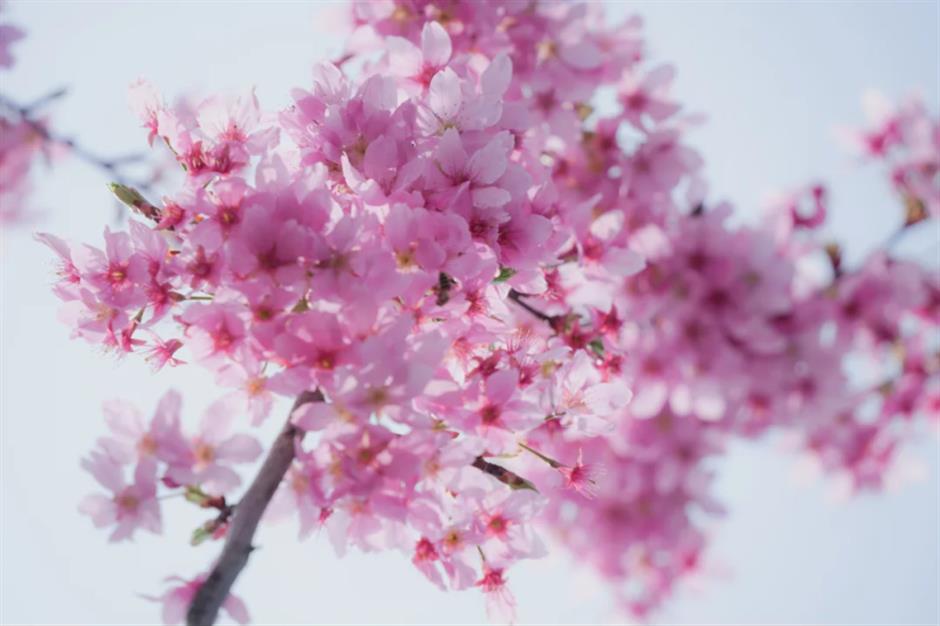 59000株郁金香+樱花小径!上海市区43万㎡免费公园人少景美!