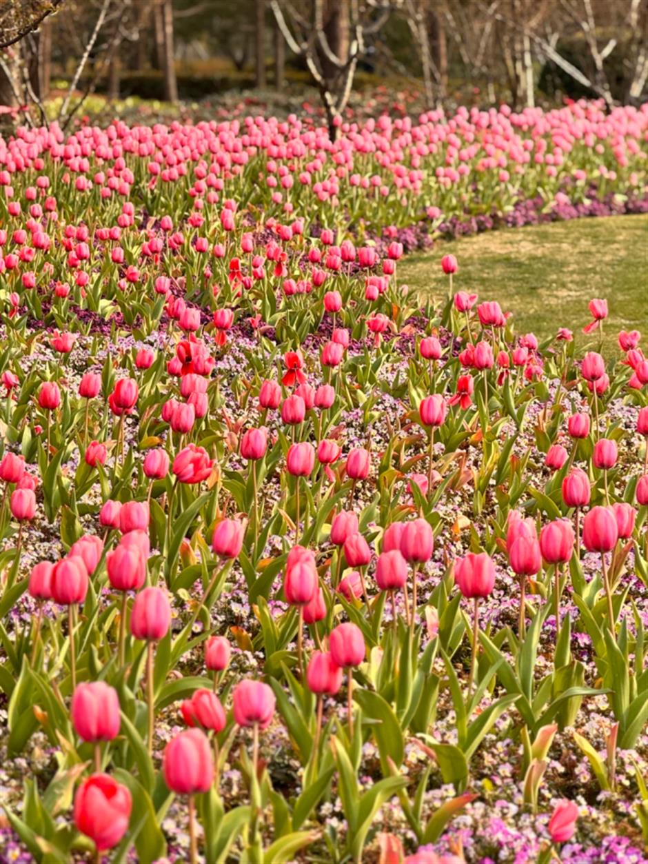 59000株郁金香+樱花小径!上海市区43万㎡免费公园人少景美!