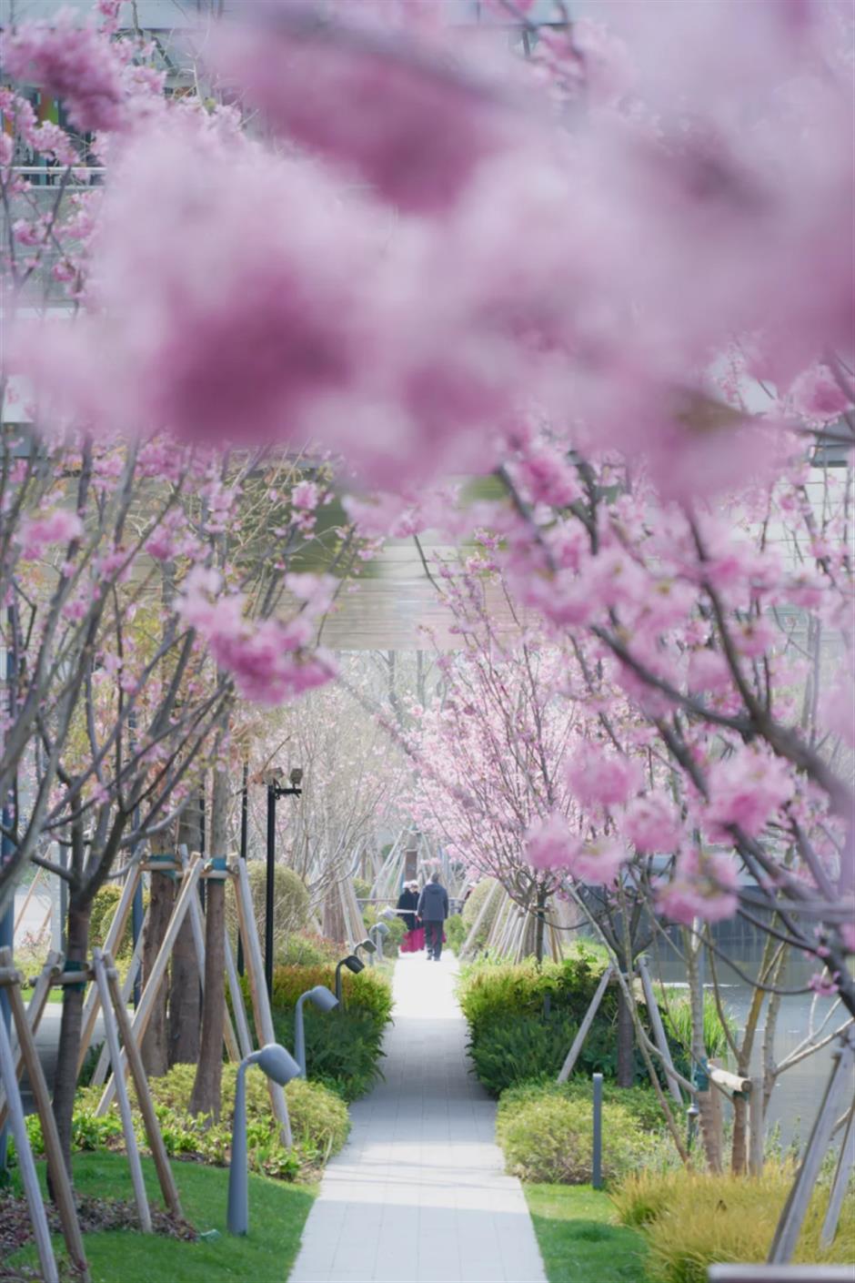 59000株郁金香+樱花小径!上海市区43万㎡免费公园人少景美!