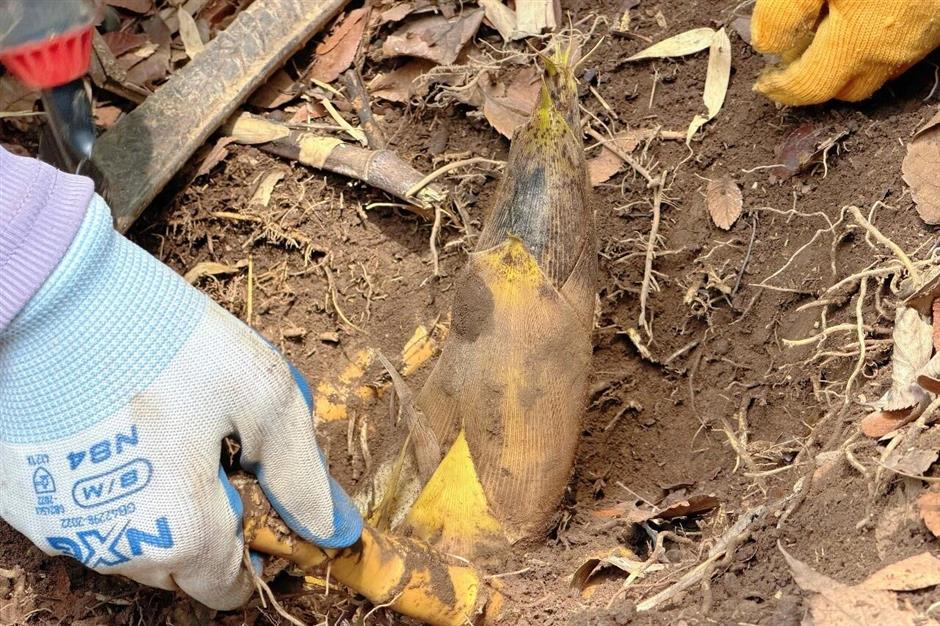 挖兰笋、逛市集、听音乐会!这场春日山林盛宴将持续至4月12日