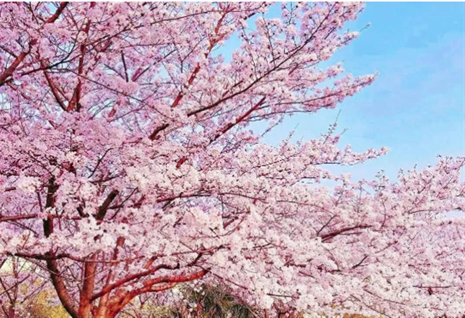 高东樱花季、海昌公益月、共青森林百花展......一周文旅生活