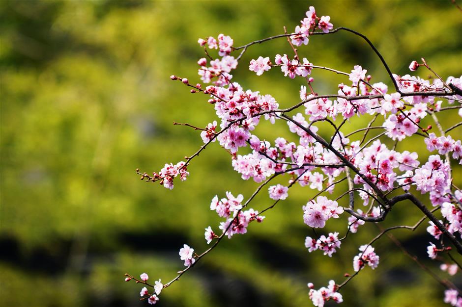 Magnolias, Plum And Cherry Bloom in Jing'an