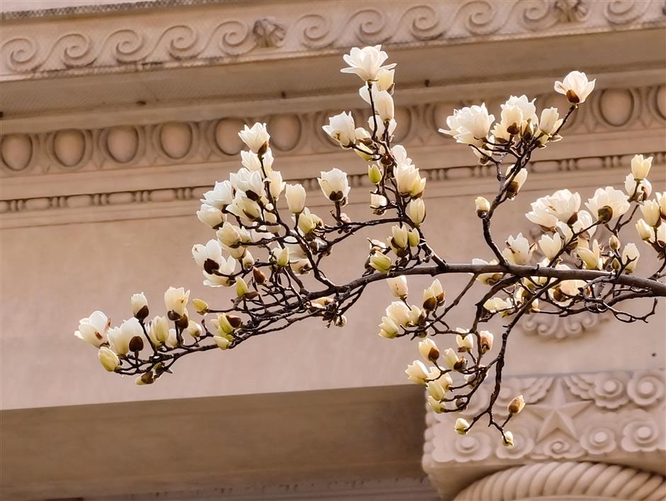 Magnolias, Plum And Cherry Bloom in Jing'an