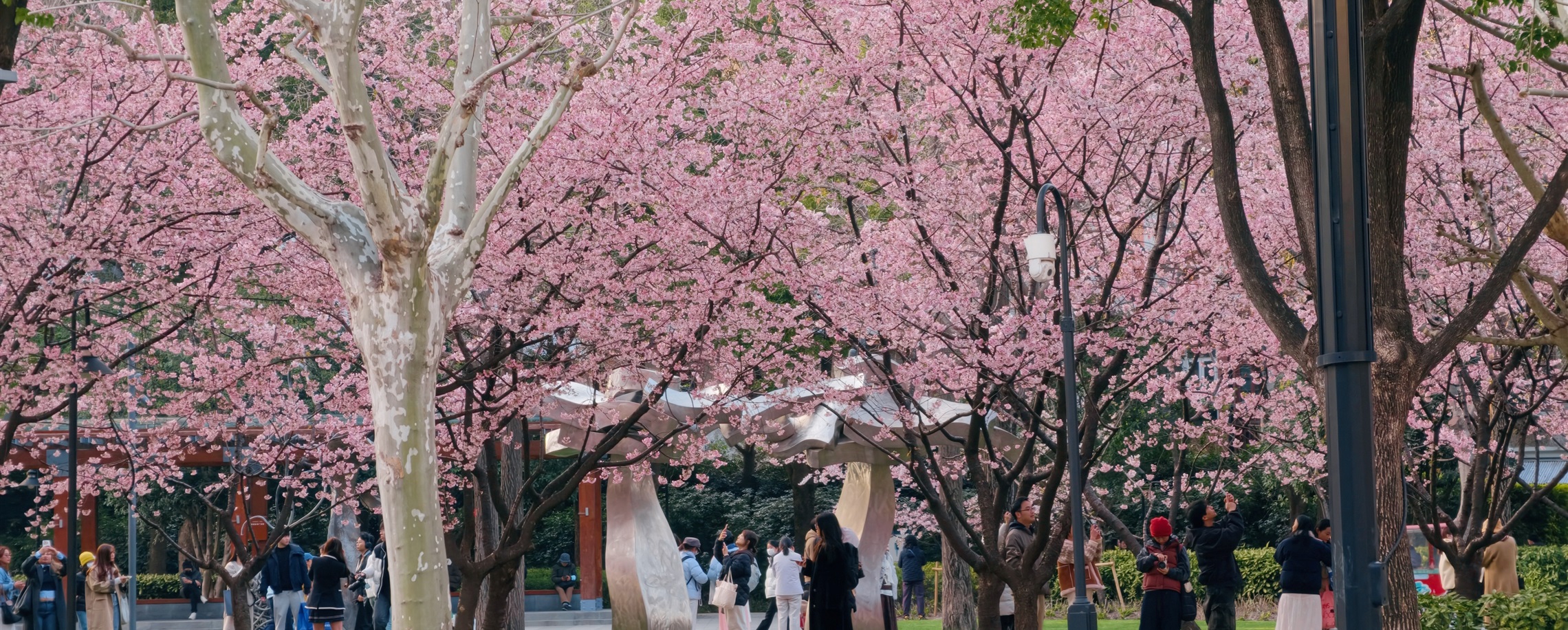 Magnolias, Plum And Cherry Bloom in Jing'an