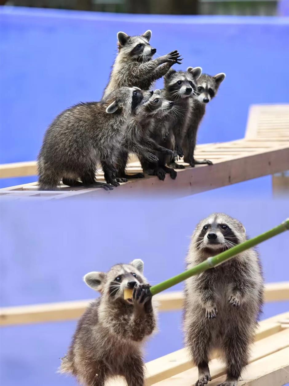 上海欢乐谷一站式溜娃攻略,超全!速码!