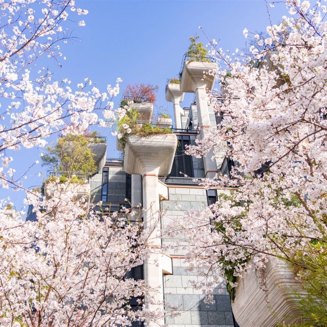 Bask in the Beauty of Springtime Along Suzhou Creek