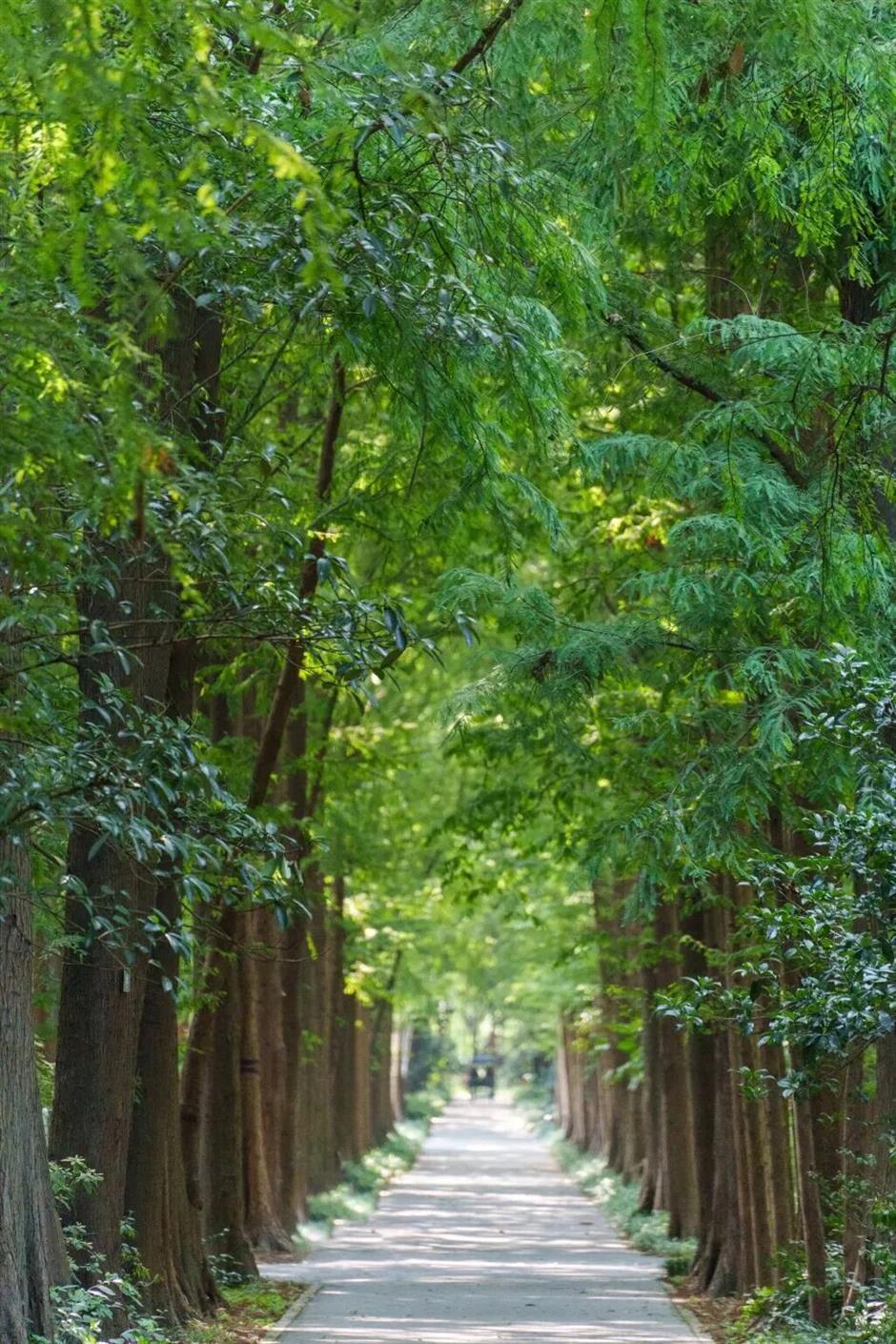 免费入园!上海这片滨江秘境,把整个春天都搬来了
