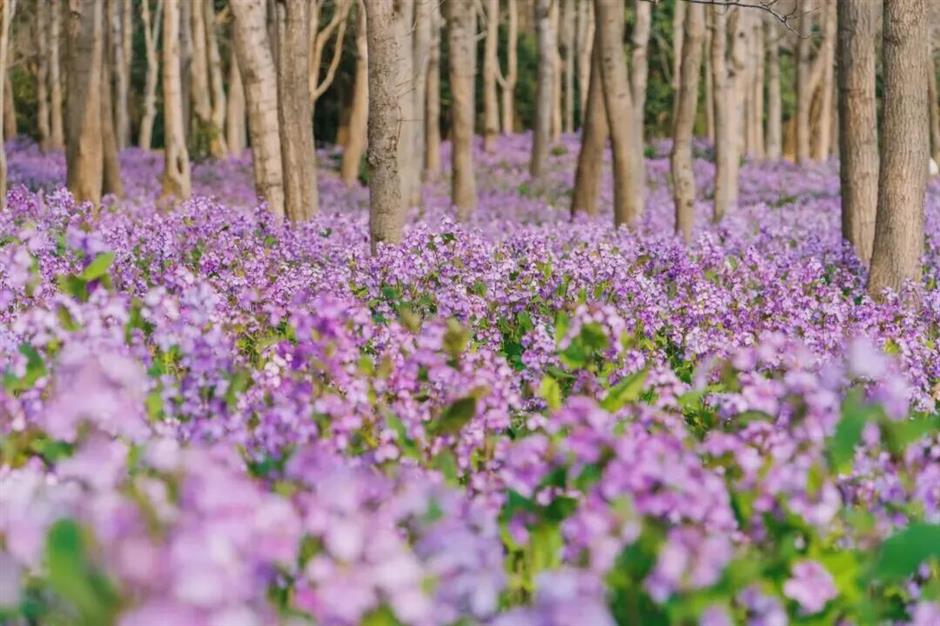 免费入园!上海这片滨江秘境,把整个春天都搬来了