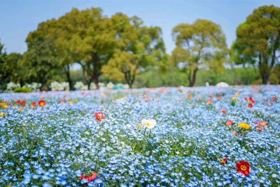 免费入园!上海这片滨江秘境,把整个春天都搬来了
