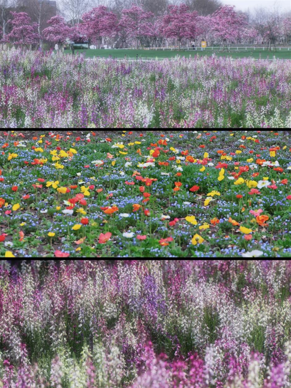 一夜盛放!140万㎡免费公园迎来最美花期