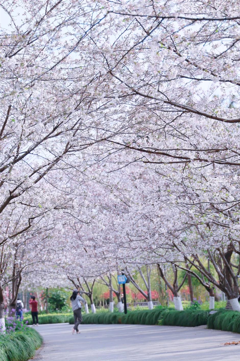 一夜盛放!140万㎡免费公园迎来最美花期