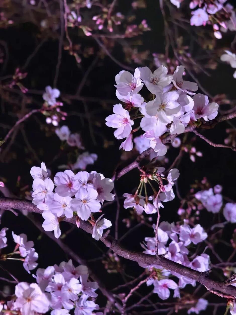 [Hai Guide] Explore the Flowers and Exhibitions This Spring