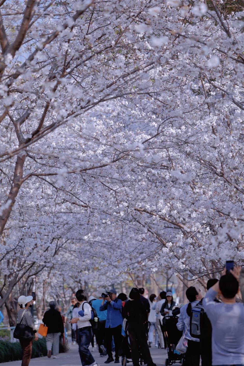 一夜盛放!140万㎡免费公园迎来最美花期