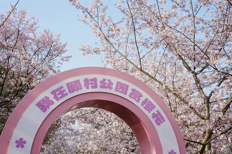 全城浪漫暴擊!上海櫻吹雪上線