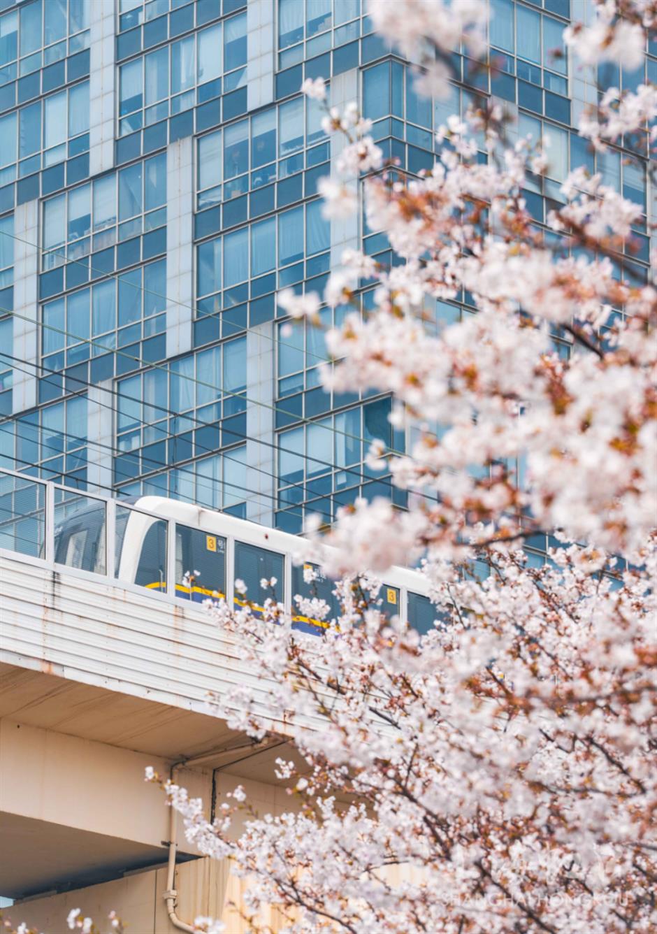 全城浪漫暴擊!上海櫻吹雪上線