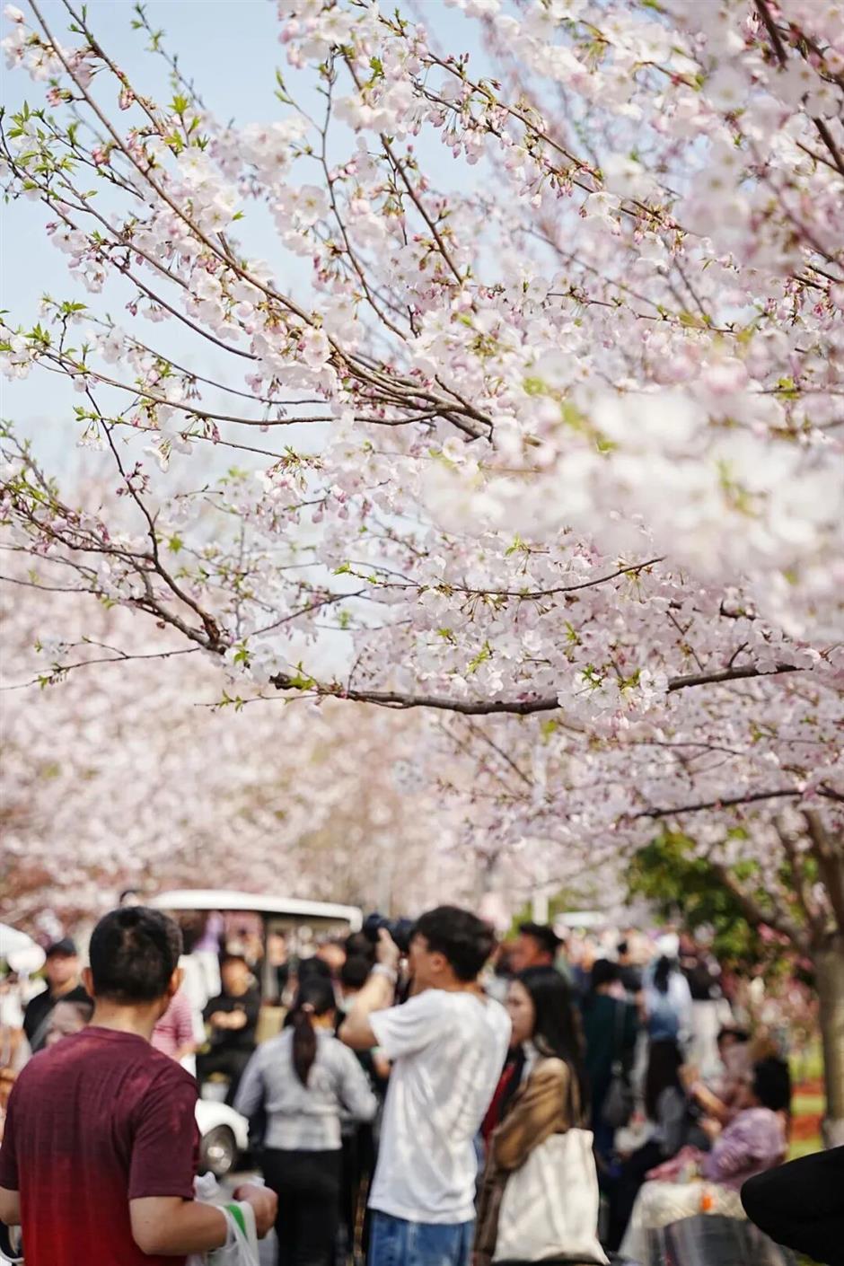 全城浪漫暴擊!上海櫻吹雪上線