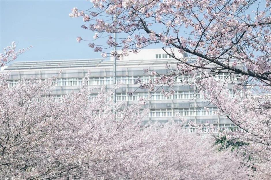 全城浪漫暴擊!上海櫻吹雪上線