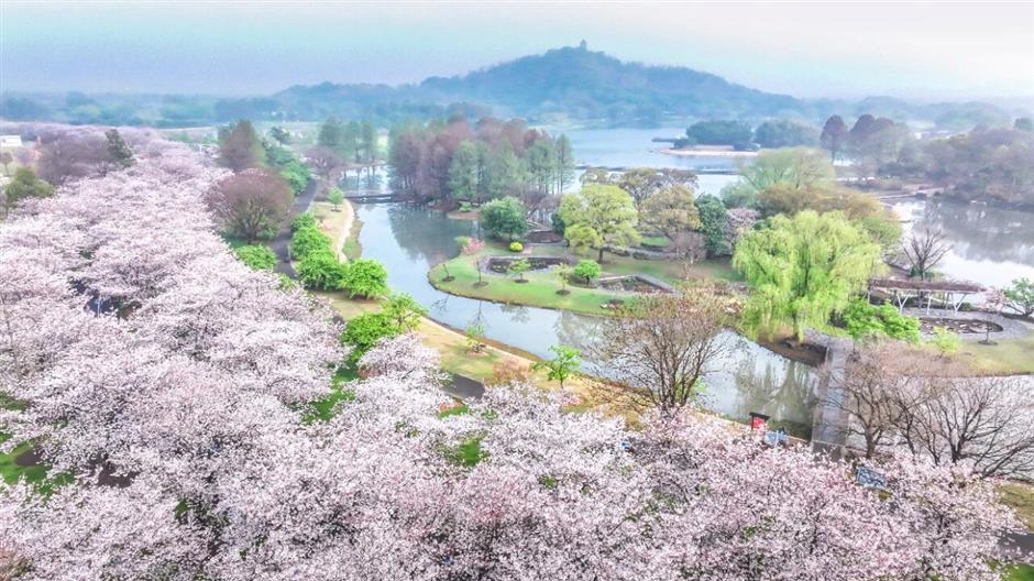 全城浪漫暴擊!上海櫻吹雪上線