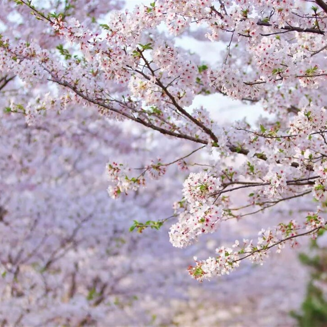 [Hai Guide] Explore the Flowers and Exhibitions This Spring