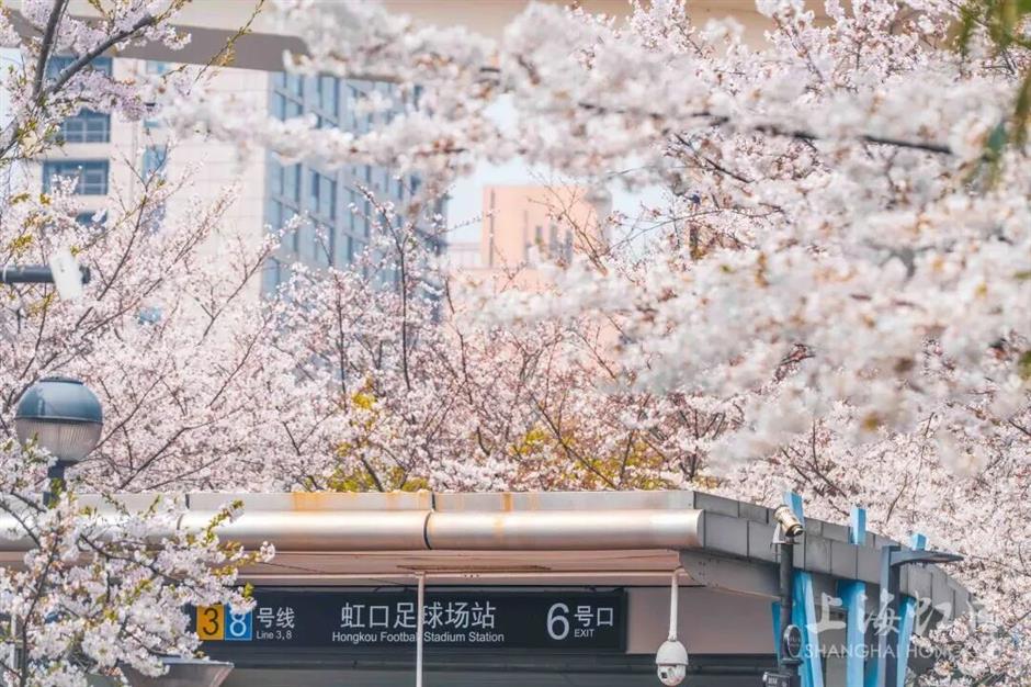 全城浪漫暴擊!上海櫻吹雪上線
