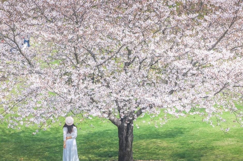 全城浪漫暴擊!上海櫻吹雪上線