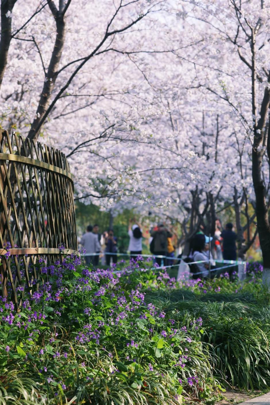 全城浪漫暴擊!上海櫻吹雪上線