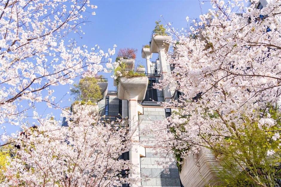 全城浪漫暴擊!上海櫻吹雪上線