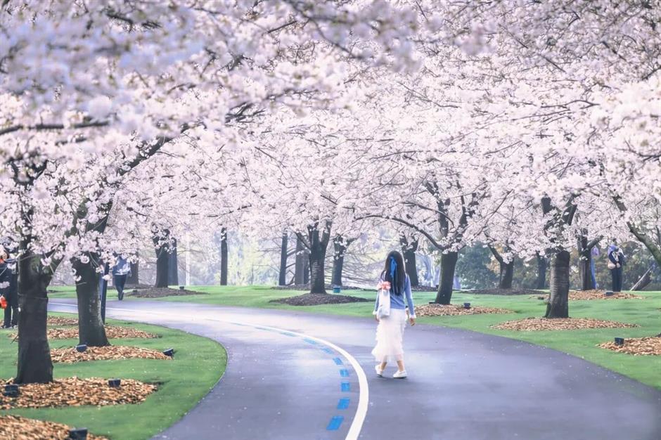 全城浪漫暴擊!上海櫻吹雪上線