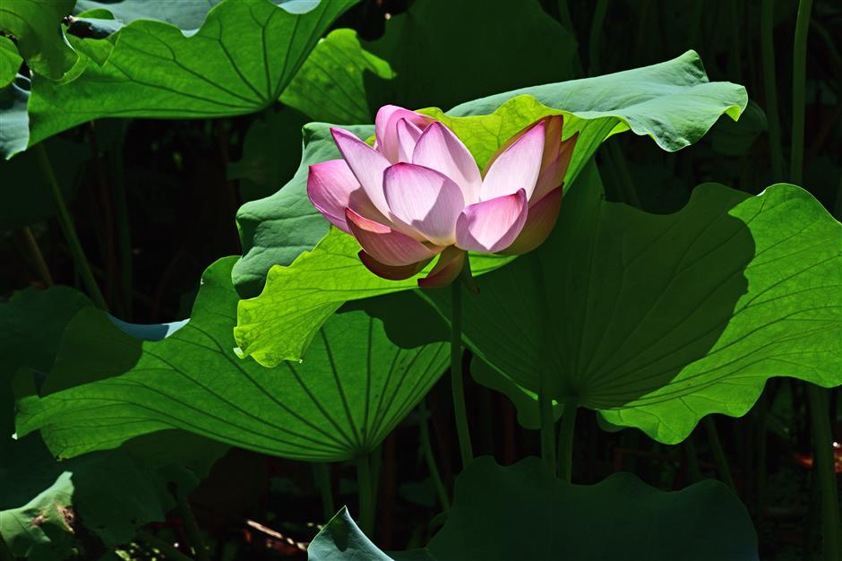 [ChinaMaxxing] 24 Excuses to Eat According to the Chinese Solar Calendar