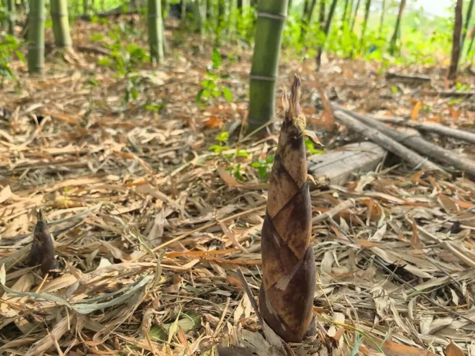 鲜!挖野菜、品青团、尝春鲜,就这么过春天