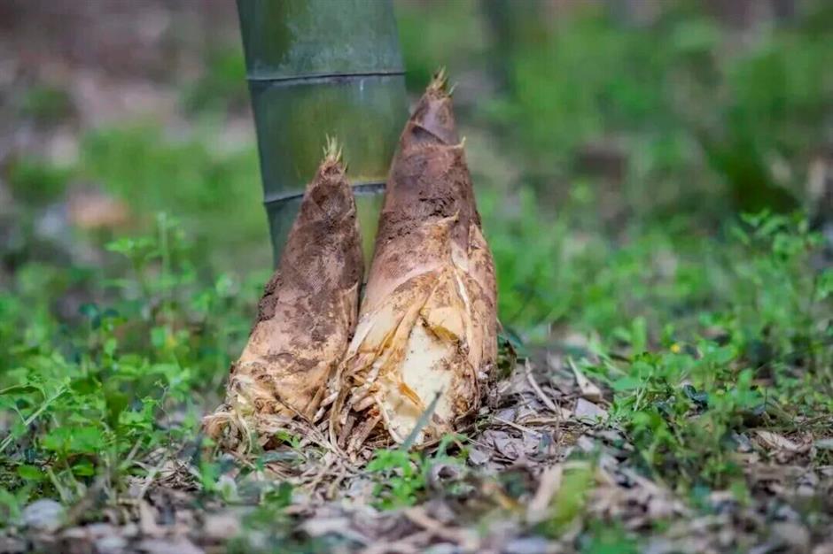 鲜!挖野菜、品青团、尝春鲜,就这么过春天