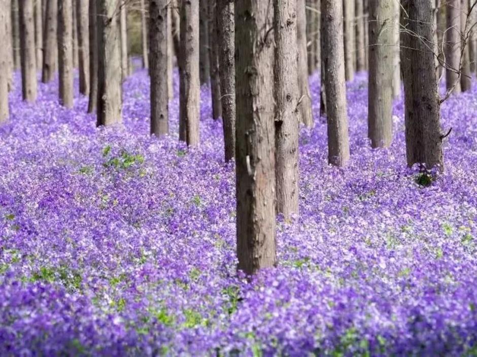 鲜!挖野菜、品青团、尝春鲜,就这么过春天