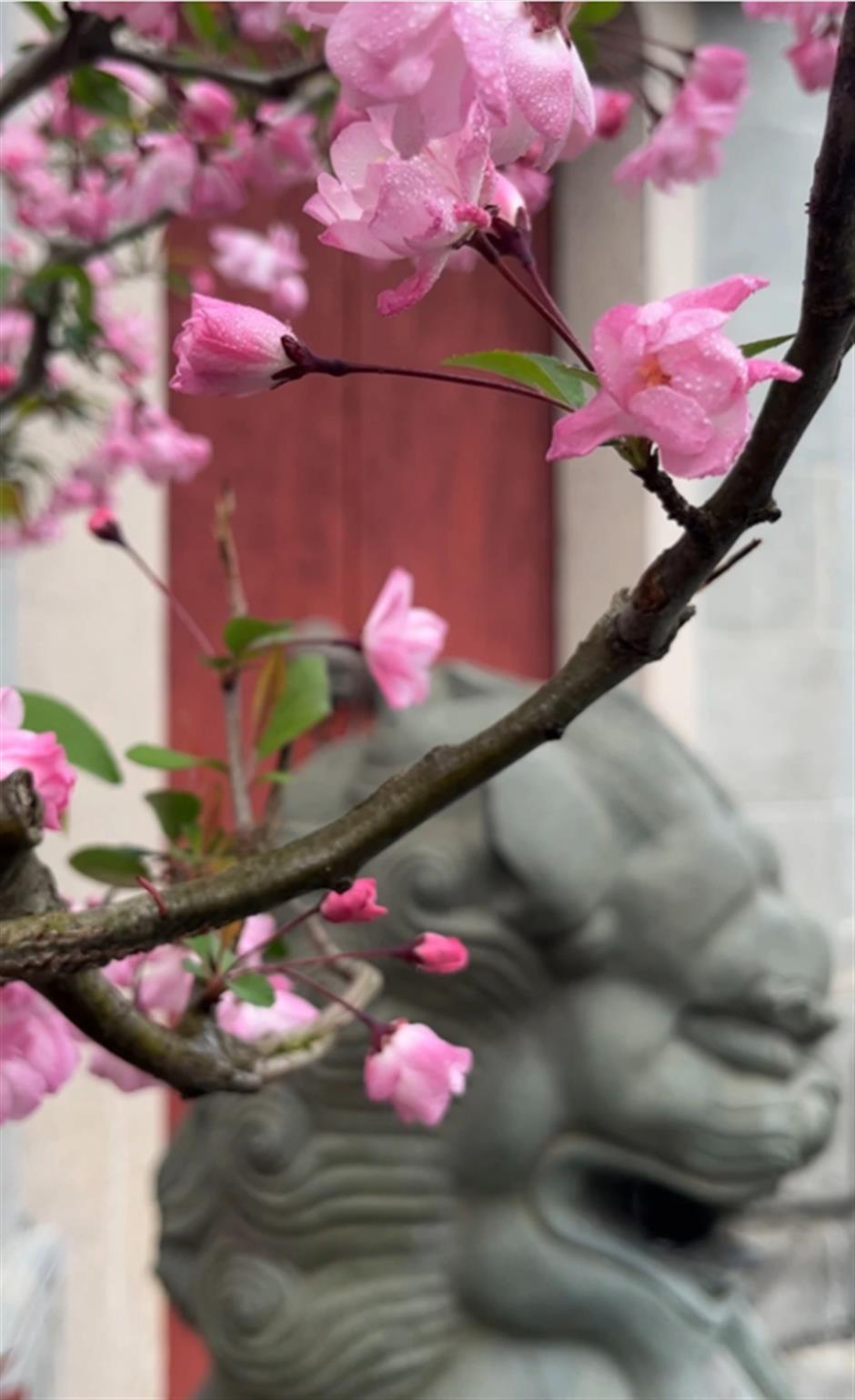 不用等天晴,市中心这个免费园林雨天更惊艳→