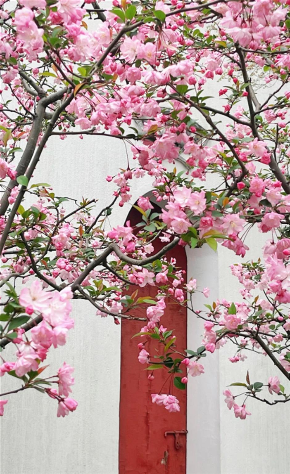 不用等天晴,市中心这个免费园林雨天更惊艳→