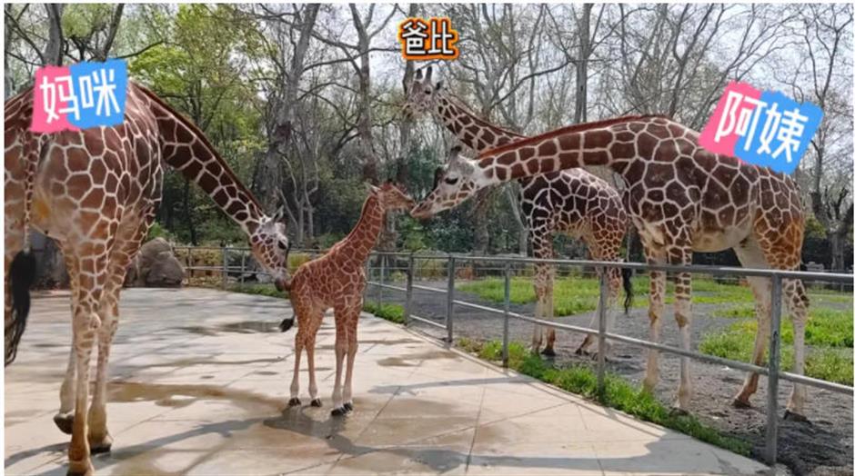 上海动物园长颈鹿萌宝亮相啦!刚出生就1米93!