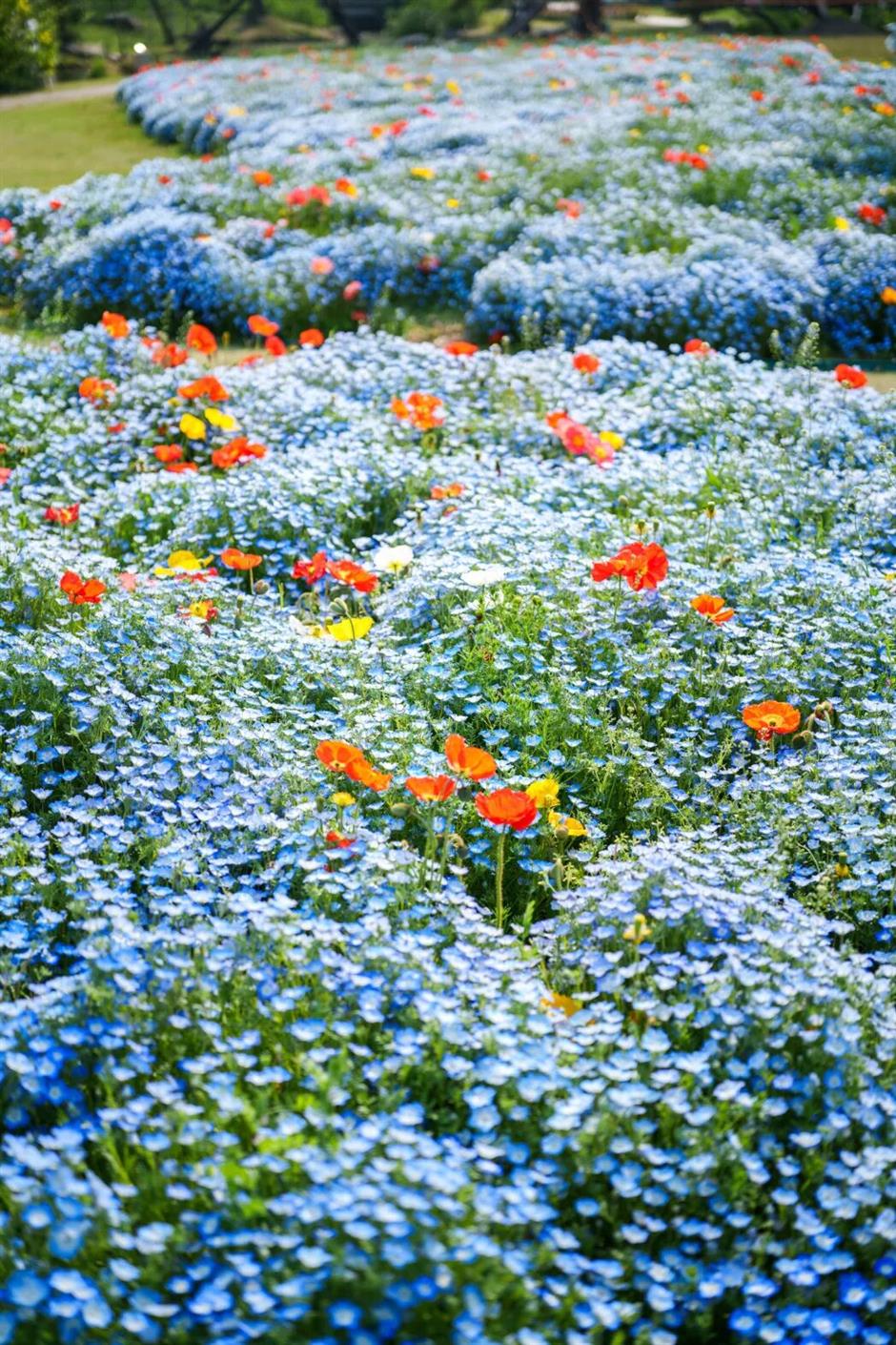 上海蓝色浪漫上线!打卡这片超梦幻花海→
