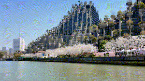 900米樱花步道已就位!解锁