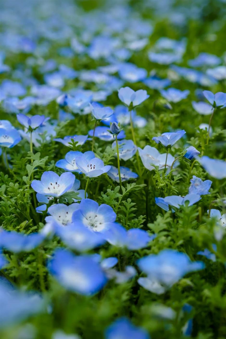 上海蓝色浪漫上线!打卡这片超梦幻花海→