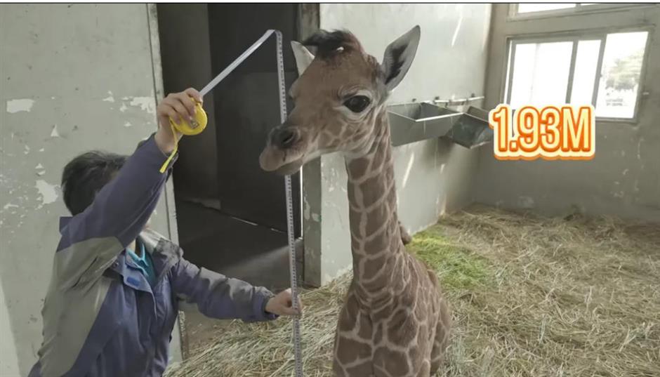 上海动物园长颈鹿萌宝亮相啦!刚出生就1米93!