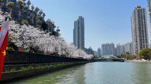 900米樱花步道已就位!解锁