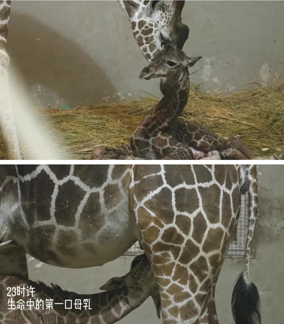 上海动物园长颈鹿萌宝亮相啦!刚出生就1米93!