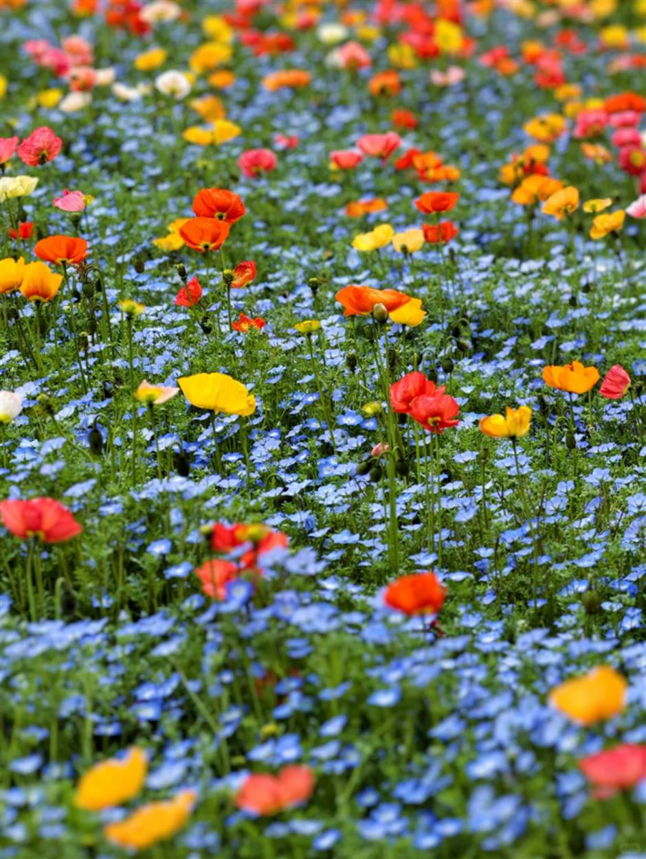 上海蓝色浪漫上线!打卡这片超梦幻花海→