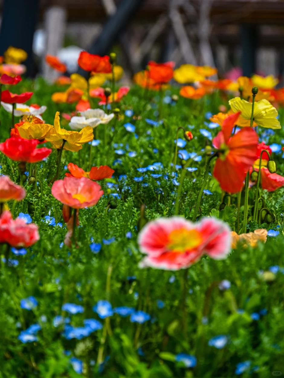上海蓝色浪漫上线!打卡这片超梦幻花海→