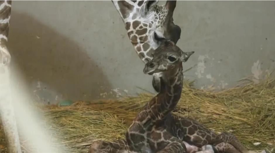 上海动物园长颈鹿萌宝亮相啦!刚出生就1米93!