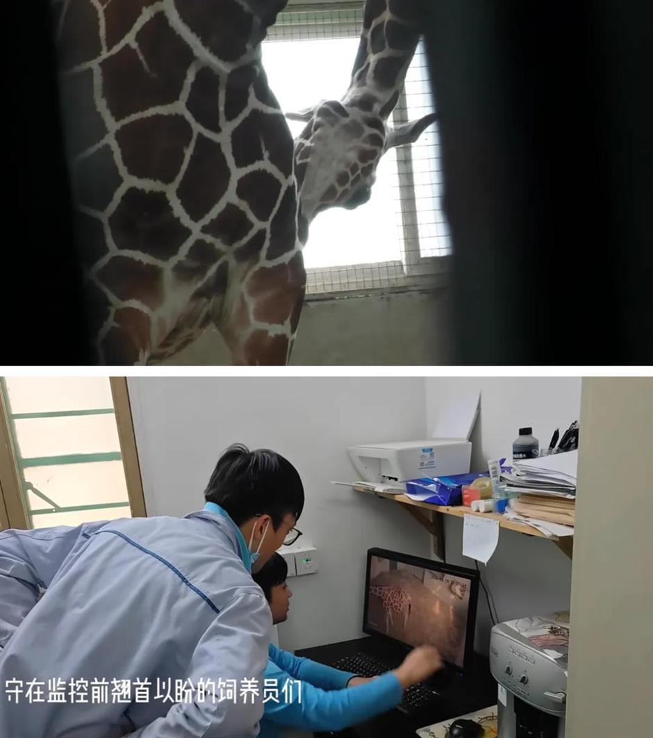 上海动物园长颈鹿萌宝亮相啦!刚出生就1米93!