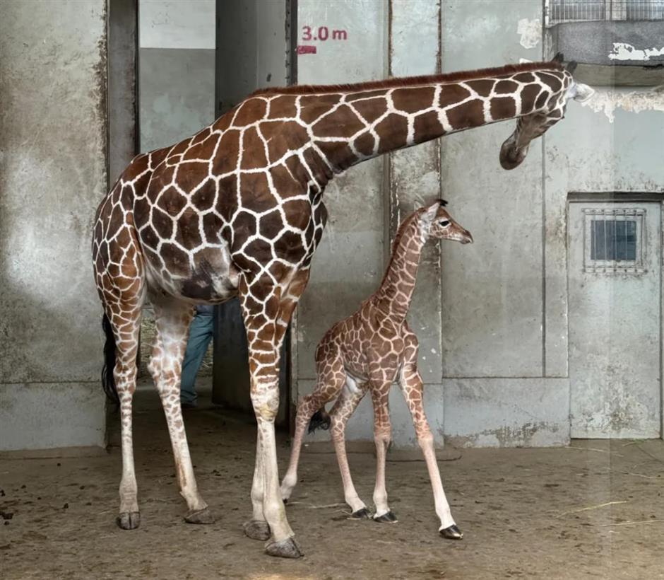 上海动物园长颈鹿萌宝亮相啦!刚出生就1米93!