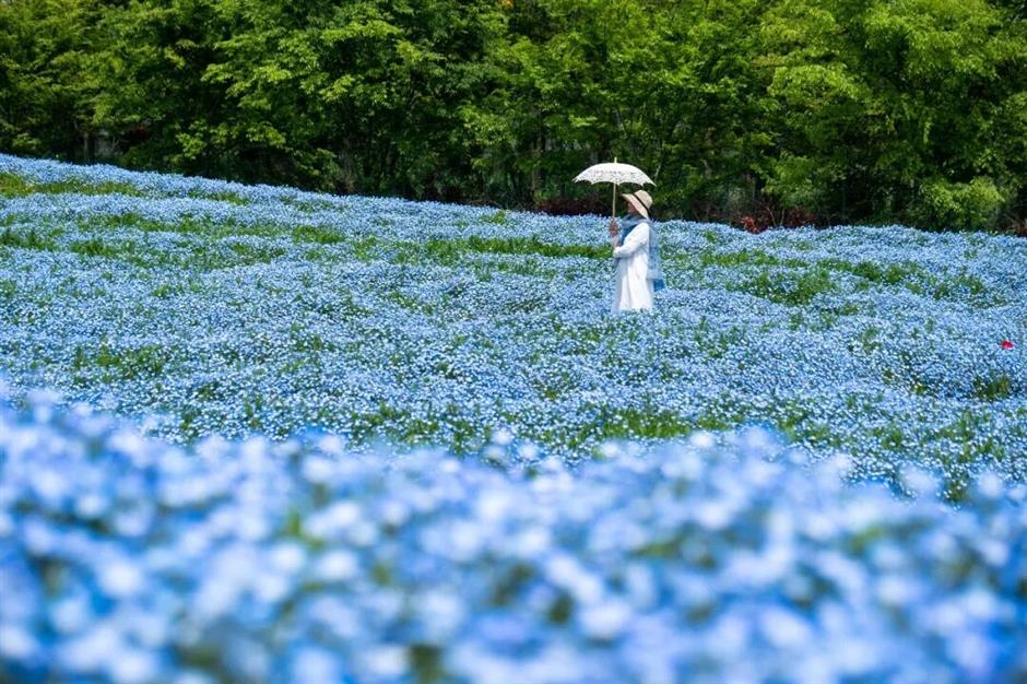 上海蓝色浪漫上线!打卡这片超梦幻花海→