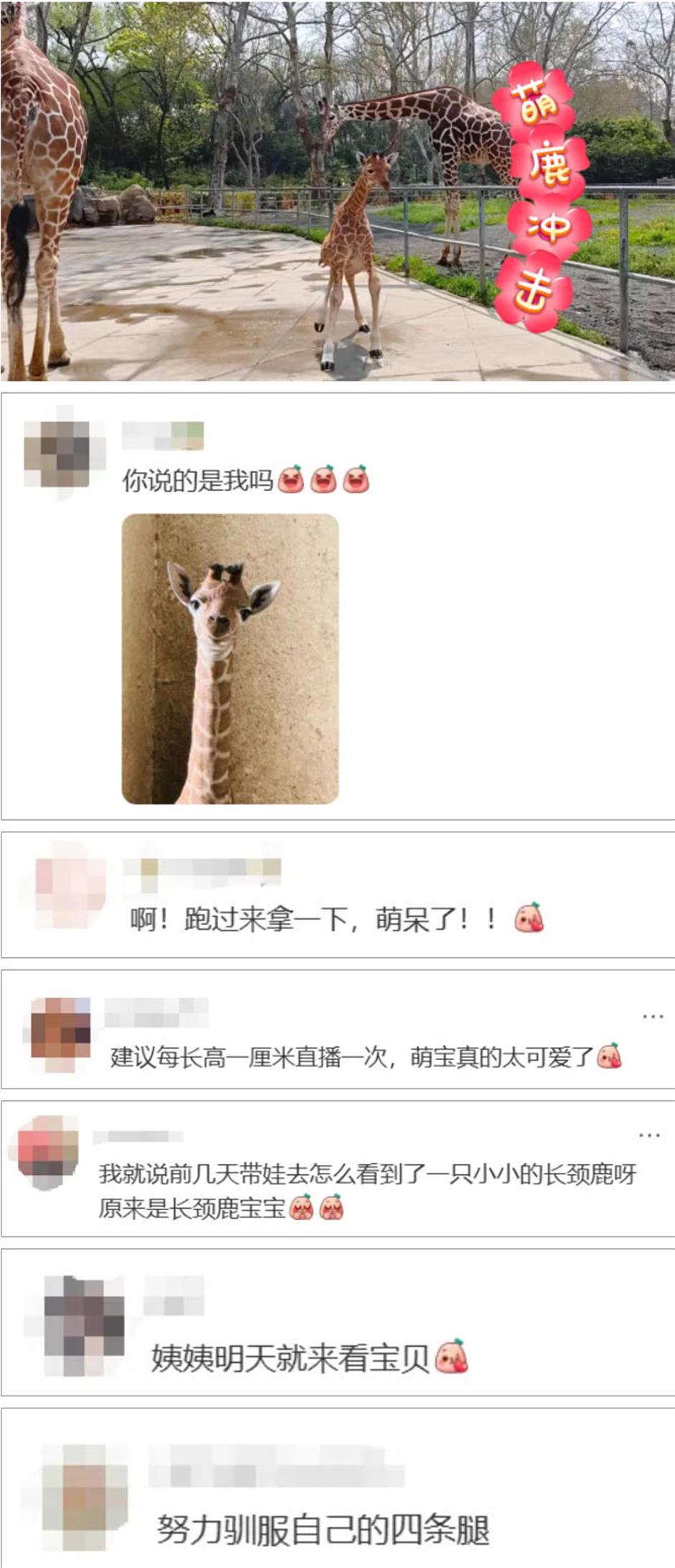 上海动物园长颈鹿萌宝亮相啦!刚出生就1米93!