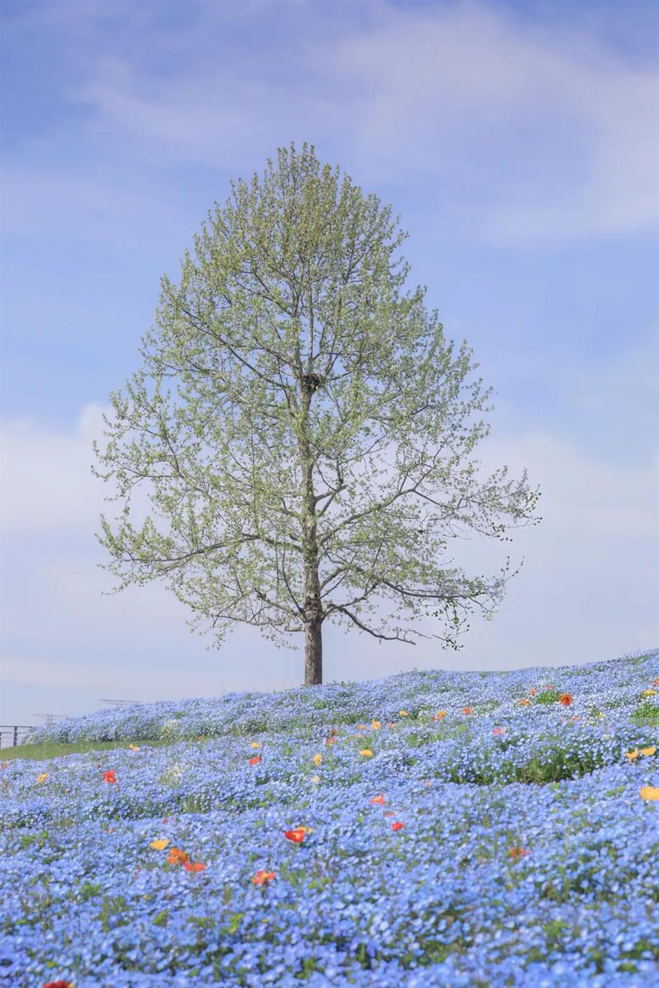 上海蓝色浪漫上线!打卡这片超梦幻花海→