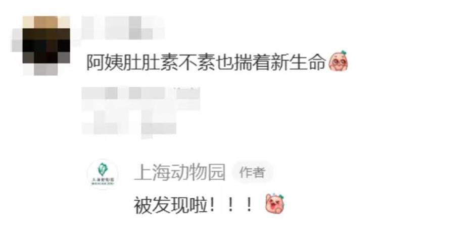 上海动物园长颈鹿萌宝亮相啦!刚出生就1米93!